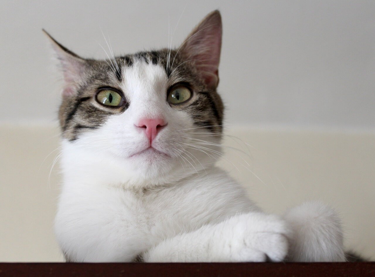 Can Cats See Ghosts? Best 7 Expert Tips!