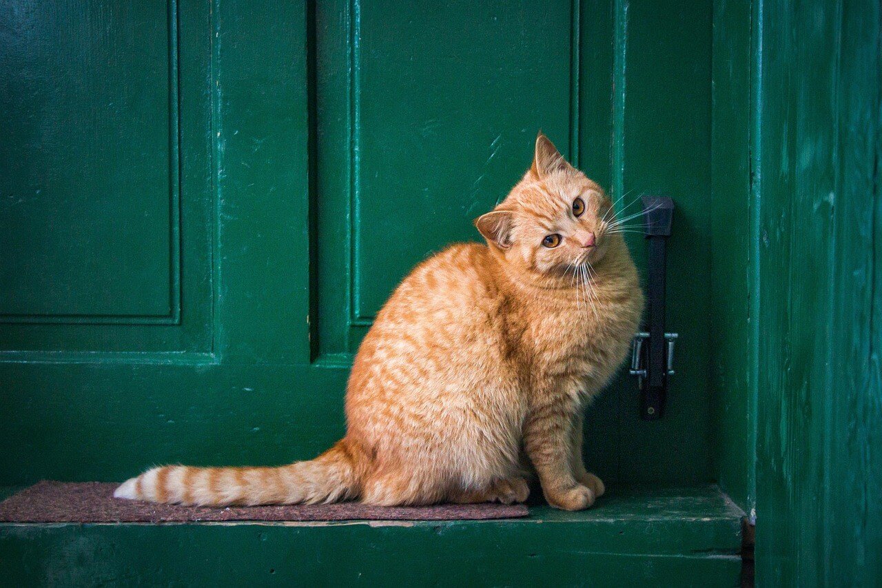 Is a Money Tree Toxic to Cats? Best 7 Expert Tips!
