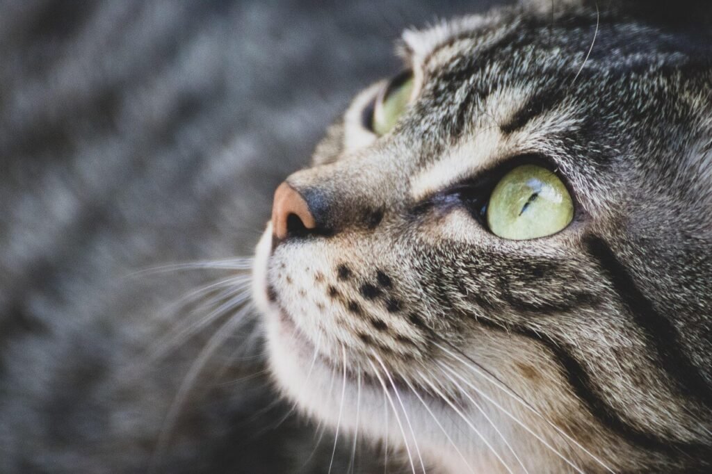 Why Does My Cat Walk on Me? Best 7 Expert Tips!