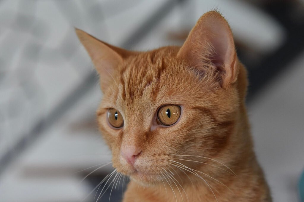 Cat Crying Blood: Best 7 Expert Tips!