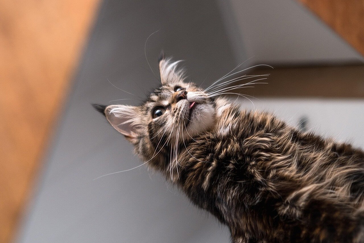 Cat Cheek Swollen: Best 7 Expert Tips!