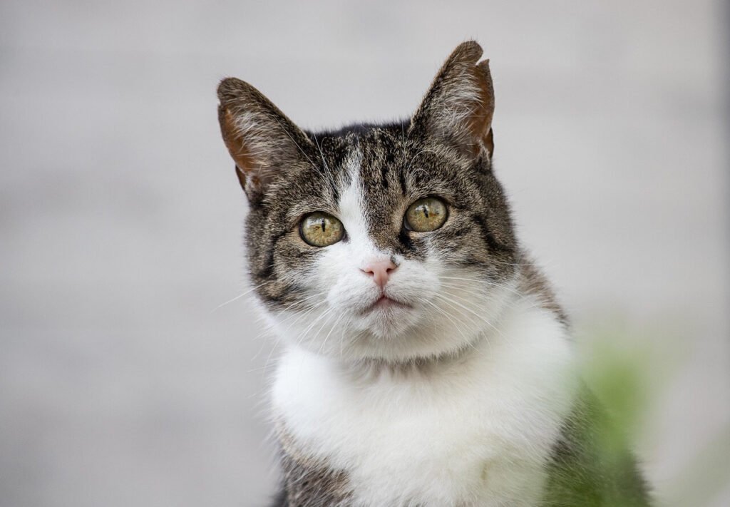 What Can Cats Eat Besides Cat Food? Best 7 Expert Tips!