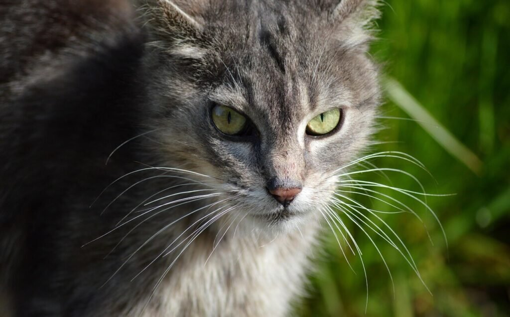 Nystagmus in Cats: Best 7 Health Tips!