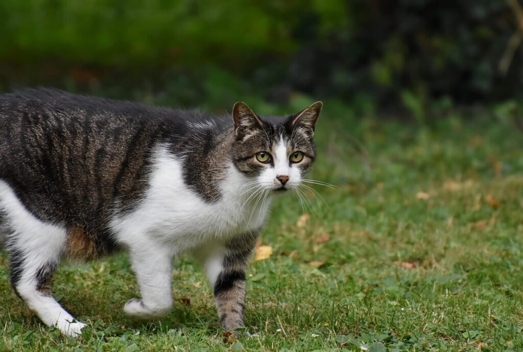 Do Ants Like Cat Litter? Best 7 Expert Tips!