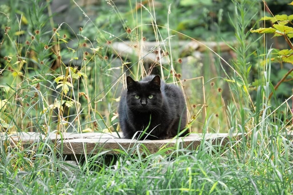 Cat Epilepsy Treatment: Best 7 Health Tips!