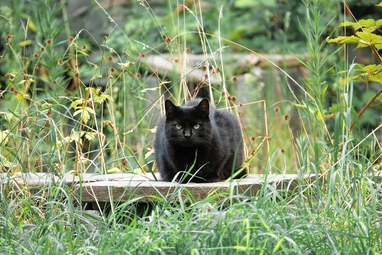 Cat Epilepsy Treatment: Best 7 Health Tips!