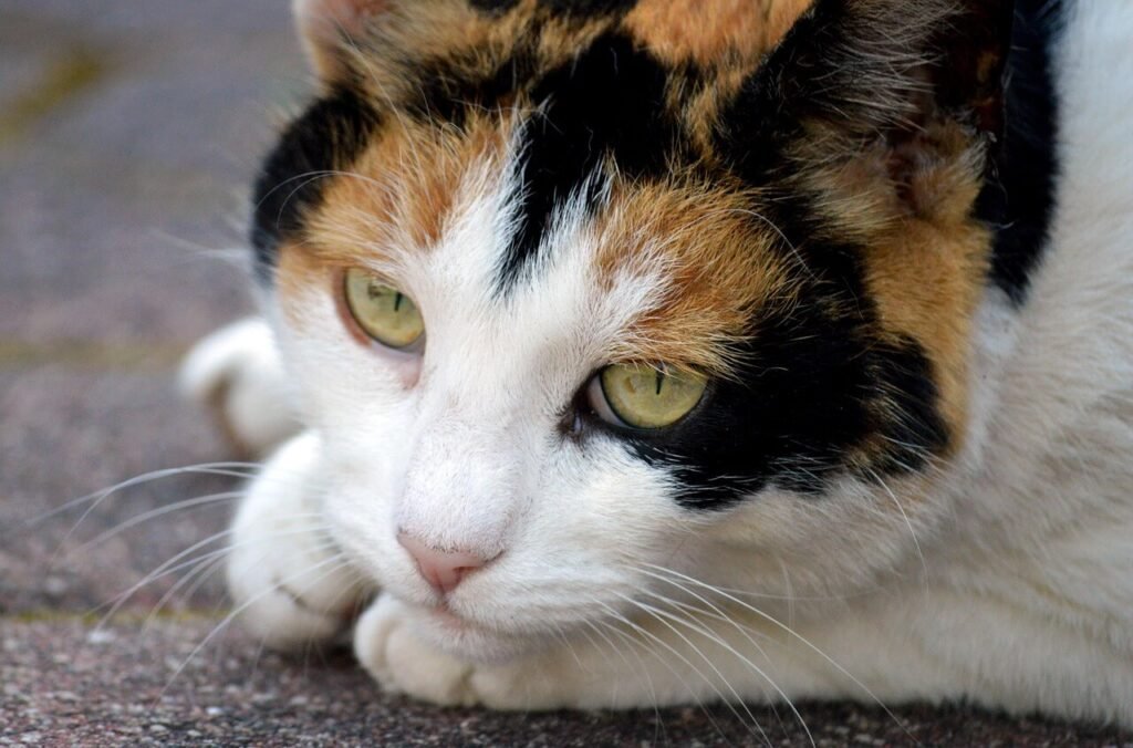 Can I Shave My Cat to Get Rid of Fleas? Best 7 Expert Tips!