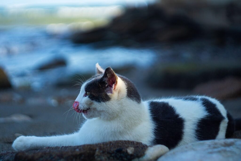 Can I Get Sick If My Cat Drinks My Water? Best 7 Tips!