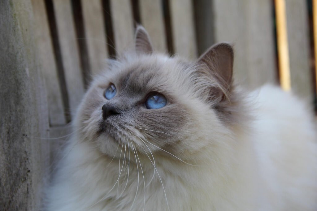Ragdoll Cat Behavior Problems: Best 7 Expert Tips!