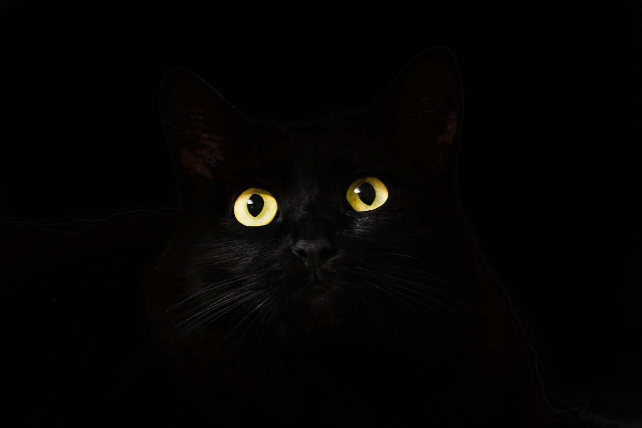 Bombay Cat vs Black Cat: Best 7 Expert Tips!