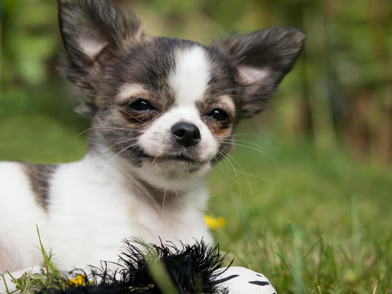 How to Train a Chihuahua: Best 7 Expert Tips!