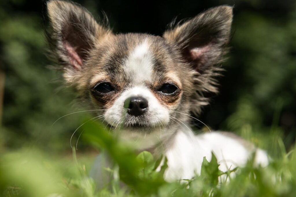 How Big Is a Chihuahua Brain? Best 7 Expert Tips!