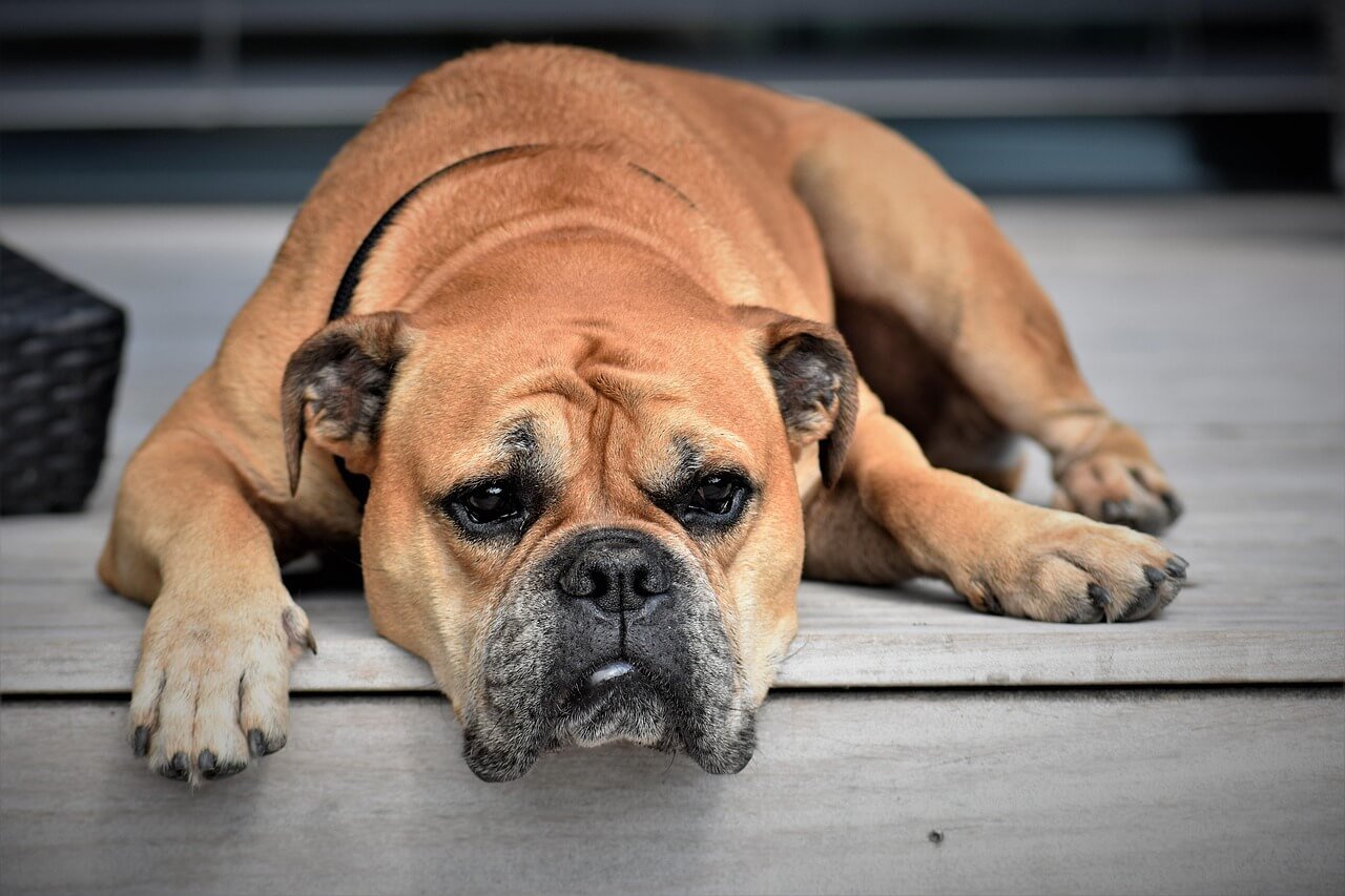 What to Do If Your Dog Ate Hot Sauce: Best 7 Expert Tips!
