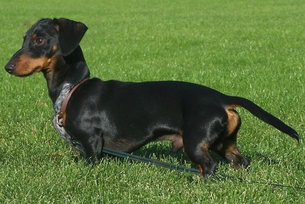 What to Do If Your Dog Is Stung by a Scorpion: Best 7 Tips!