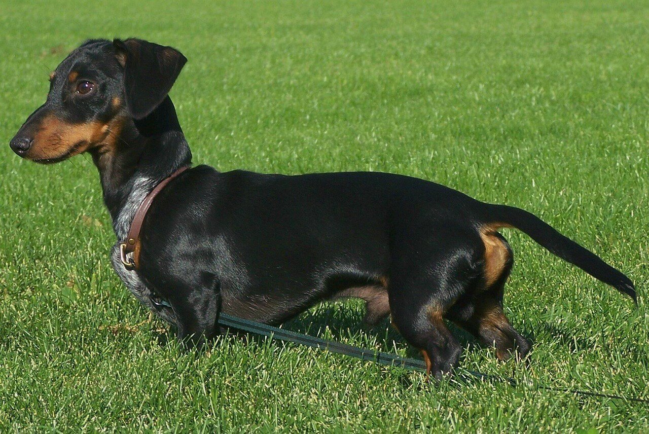 What to Do If Your Dog Is Stung by a Scorpion: Best 7 Tips!