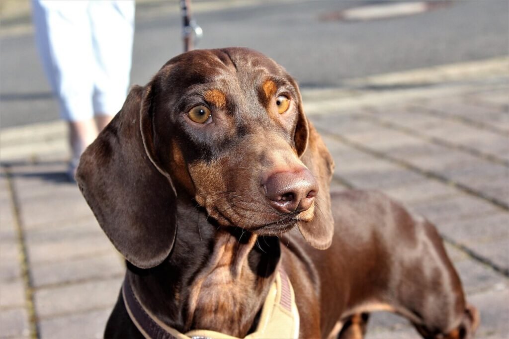 How Long Does a Wiener Dog Live? Best 7 Health Tips!