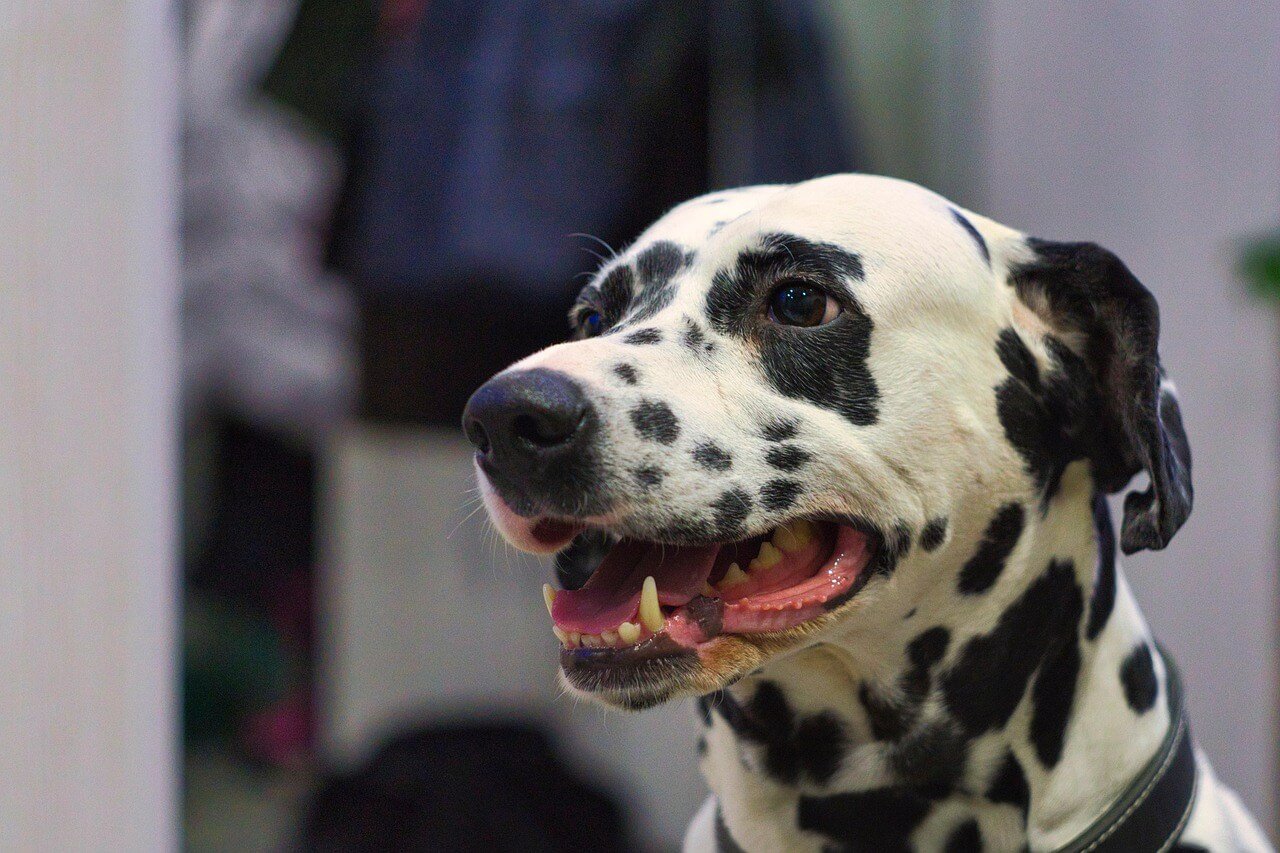 How Many Puppies Can a Dalmatian Have? Best 7 Expert Tips!