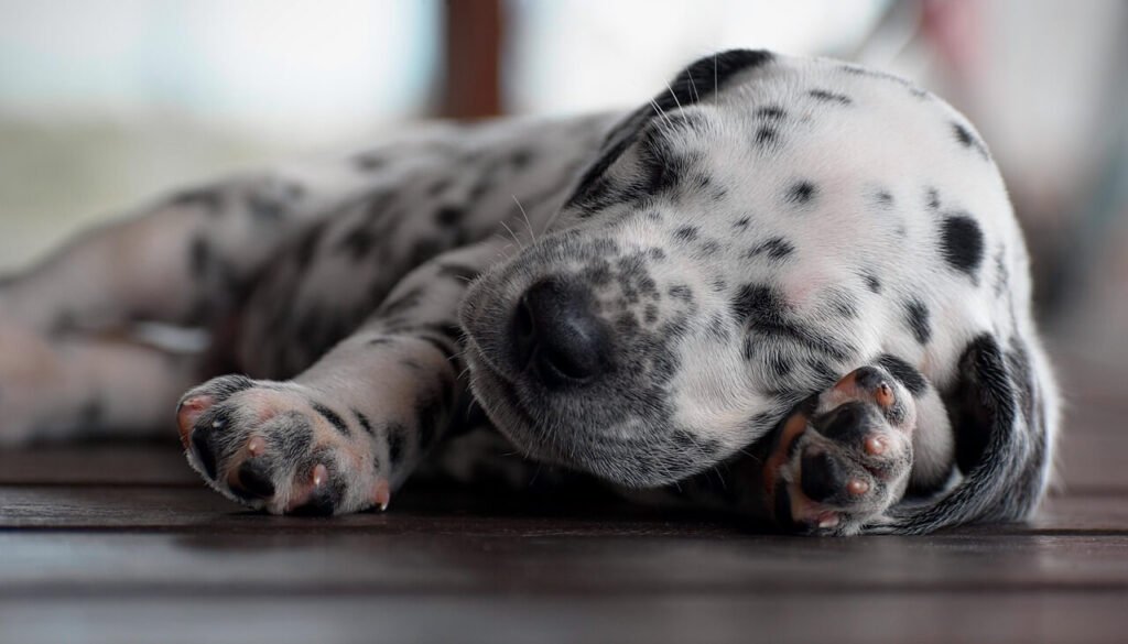 When Do Dalmatians Stop Growing? Best 7 Expert Tips!