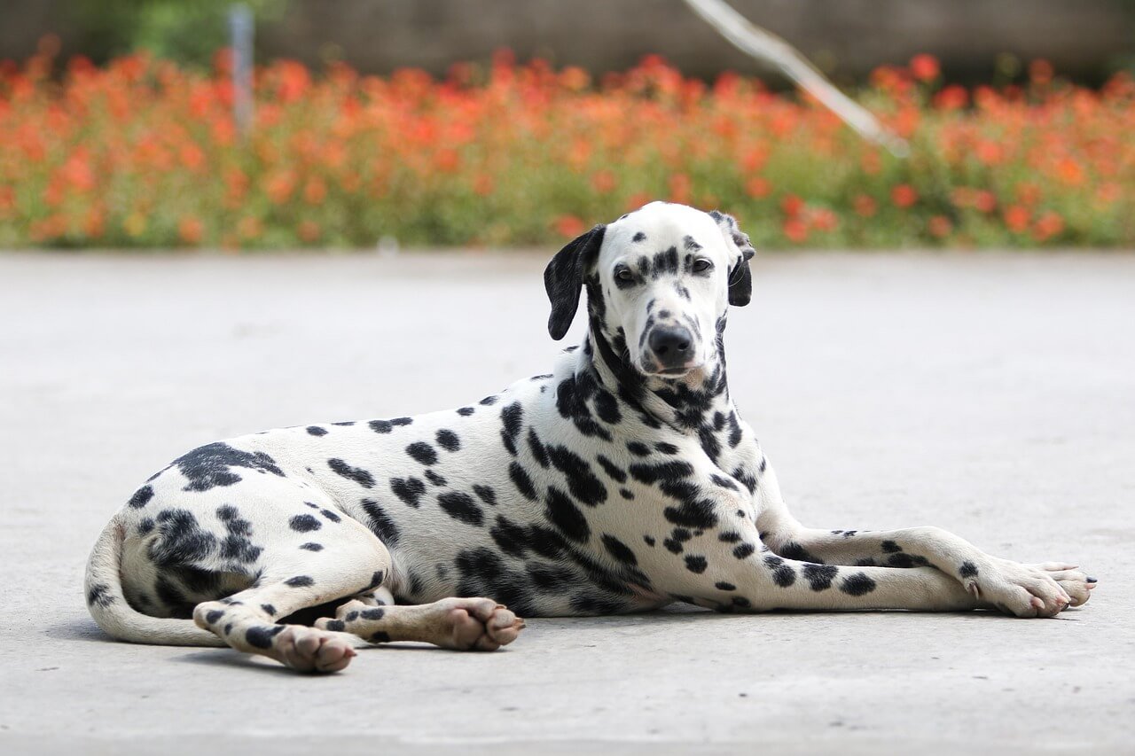 Are Dalmatians Hypoallergenic? Best 7 Expert Tips!