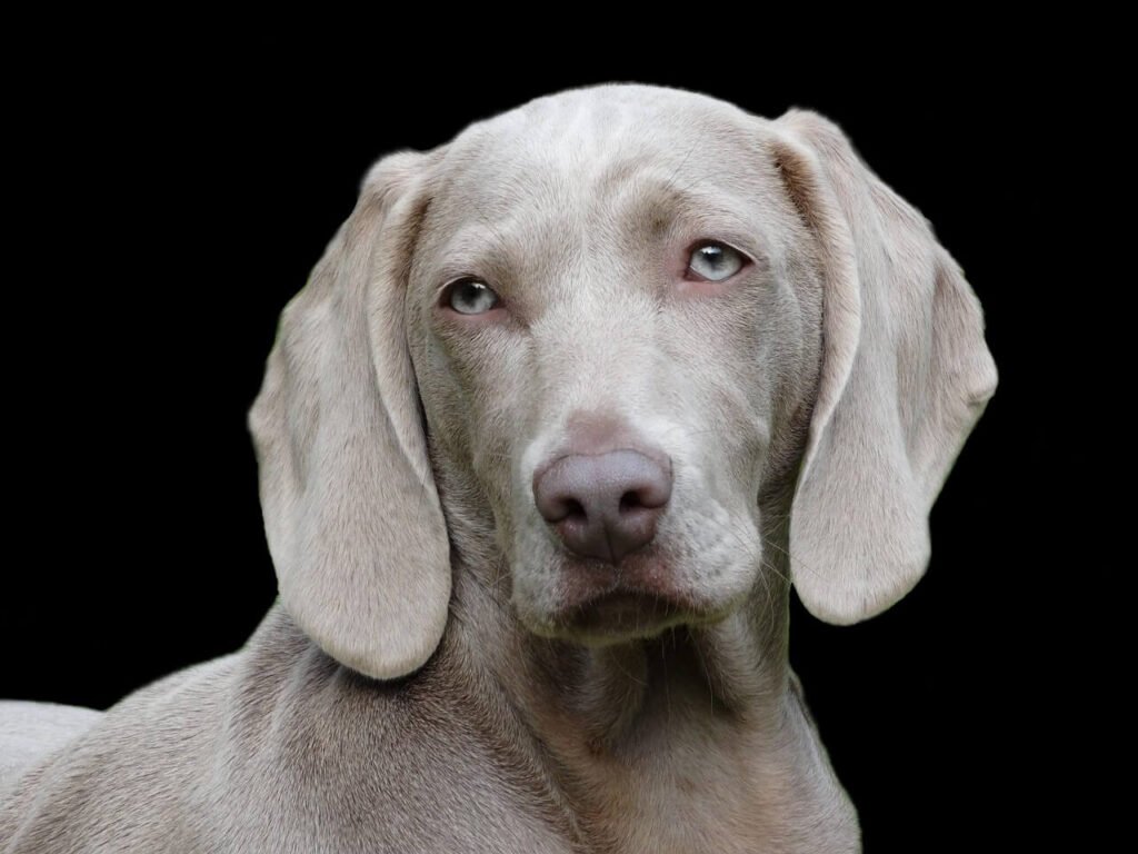 Why Does My Dog Dig Up Roots and Eat Them? Best 7 Tips!