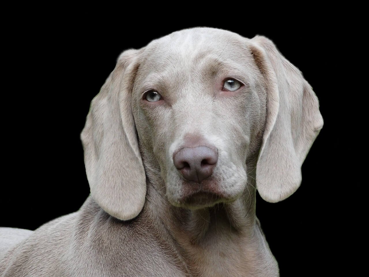 Why Does My Dog Dig Up Roots and Eat Them? Best 7 Tips!