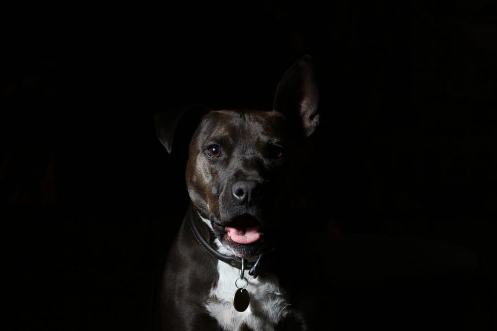 Can Dogs Eat Canned Salmon? Best 7 Expert Tips!