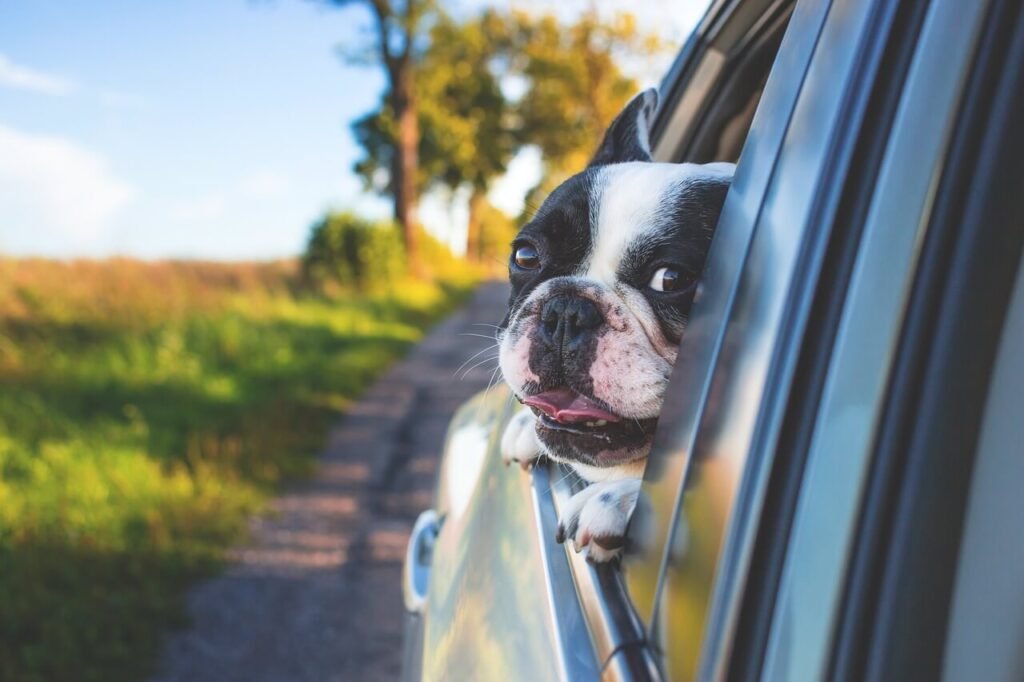Why Does My Dog Shake in the Car? Best 7 Expert Tips!