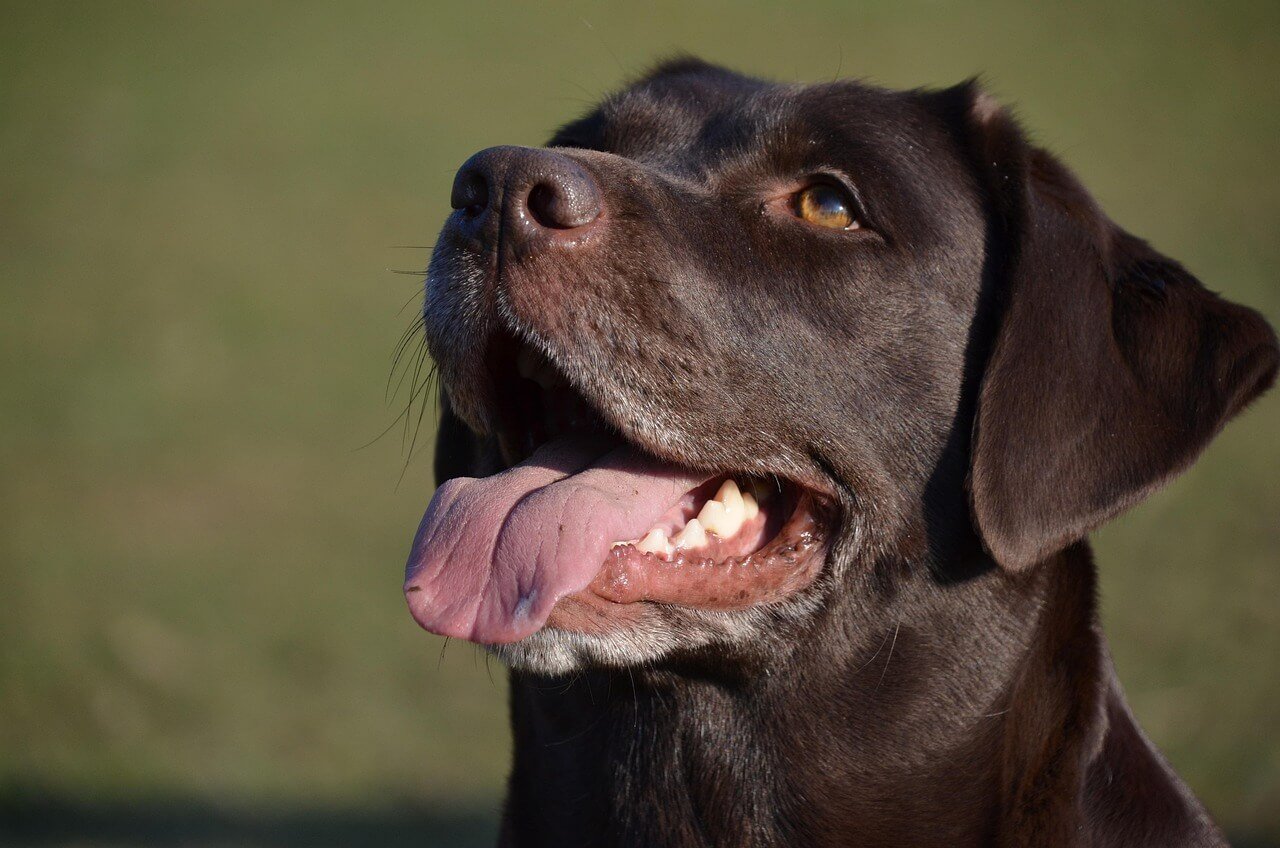 Why Is My Dog Chewing His Fur Off? Best 7 Expert Tips!