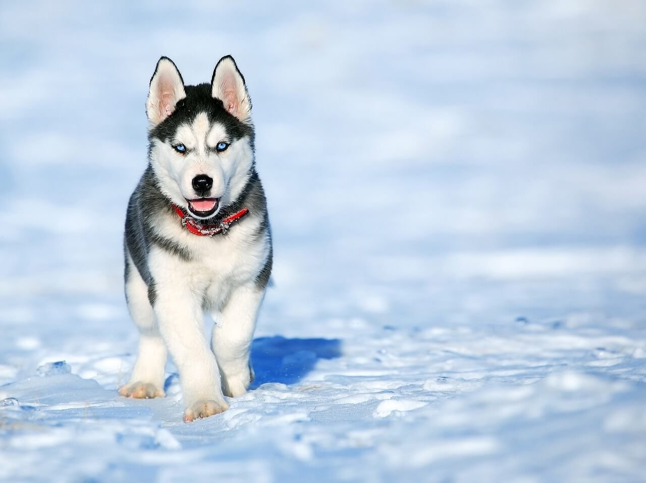 What to Do If Your Dog Ate a Seresto Collar: Best 7 Tips!