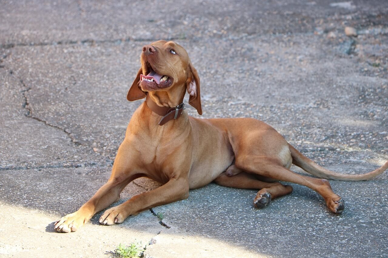 Diclofenac for Dogs: Best 7 Expert Tips!
