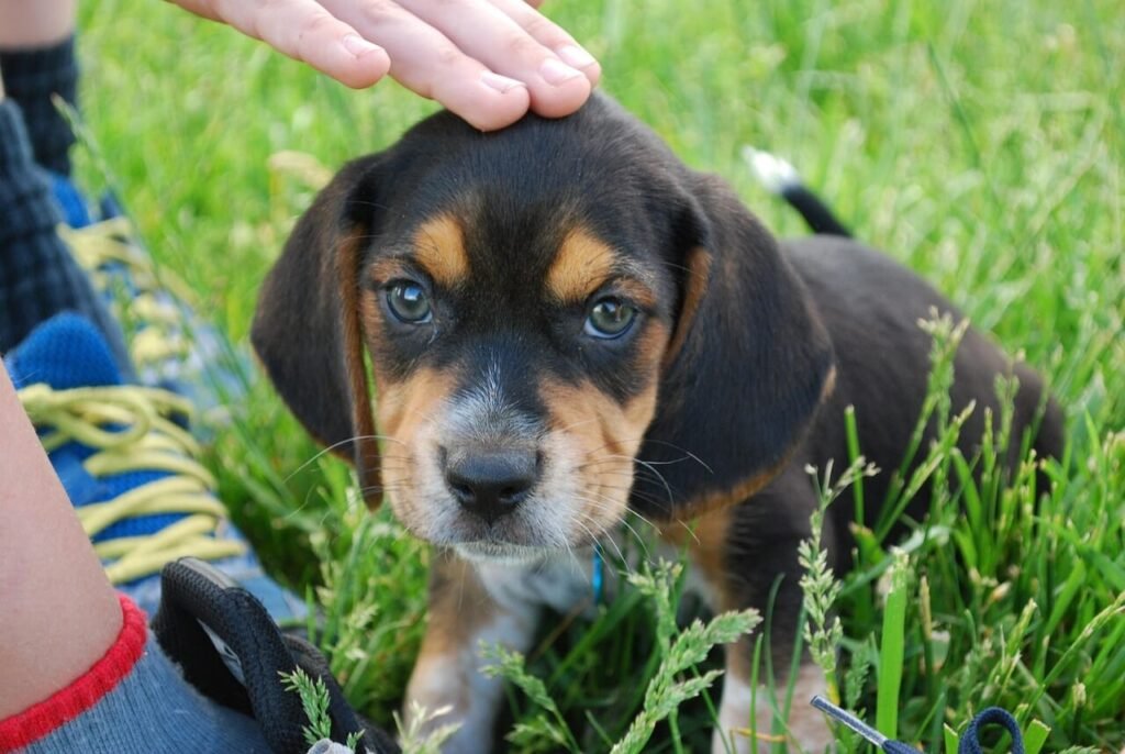 Can Dogs Eat Canned Chicken? Best 7 Expert Tips!