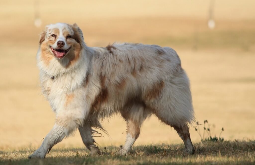Can I Freeze Pumpkin Puree for My Dog? Best 7 Expert Tips!