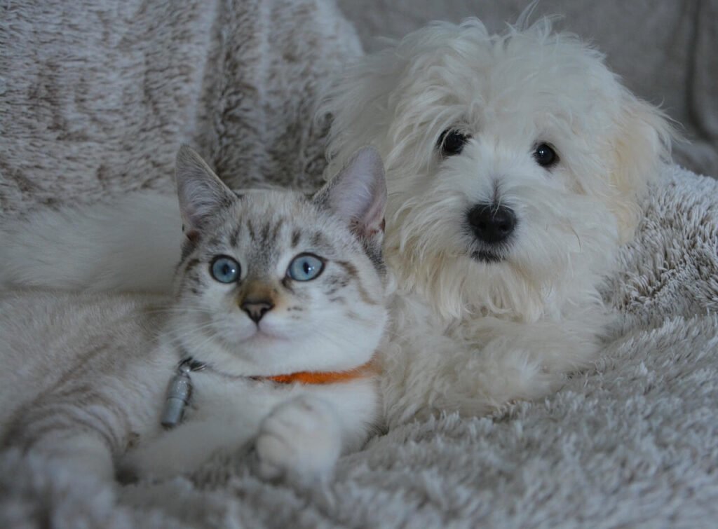 Can Cats Nurse on Dogs? Best 7 Expert Tips!