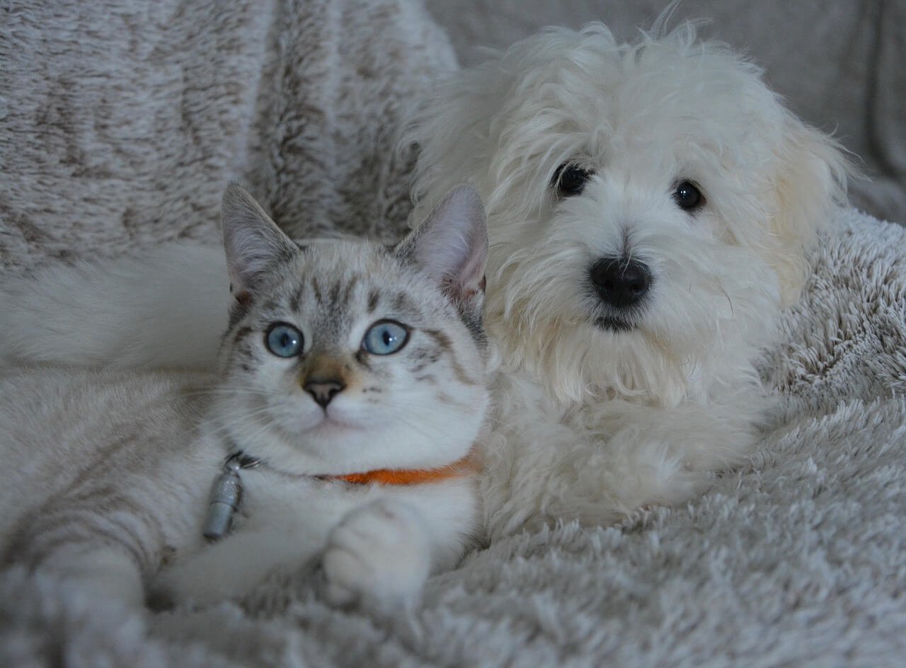 Can Cats Nurse on Dogs? Best 7 Expert Tips!