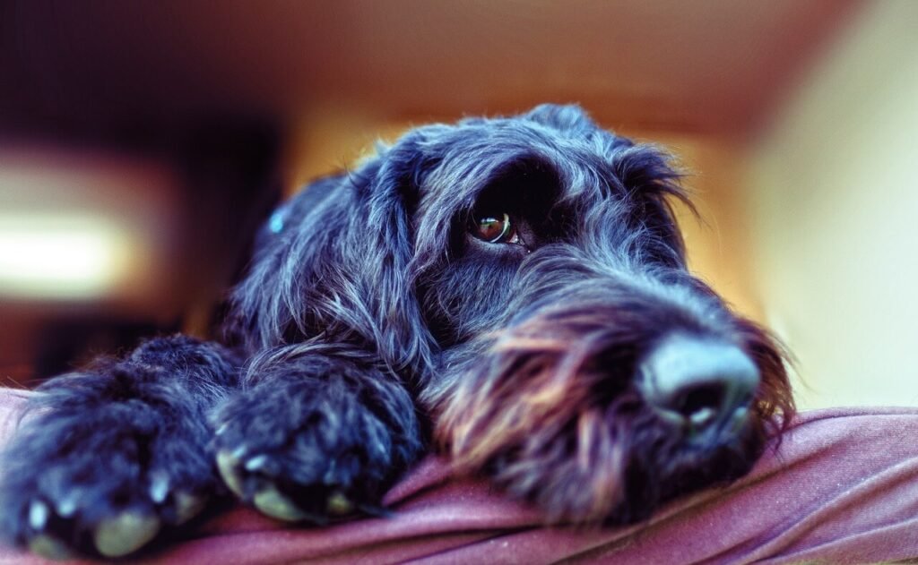 Are Giant Schnauzers Hypoallergenic? Best 7 Health Tips!