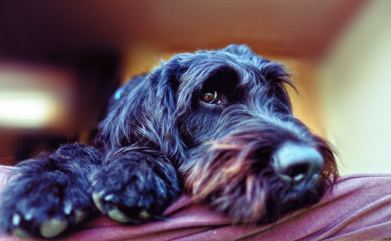 Are Giant Schnauzers Hypoallergenic? Best 7 Health Tips!