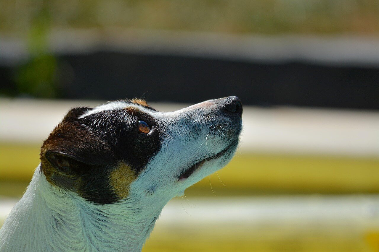 Can Dogs Have Sour Cream? Best 7 Health Tips!