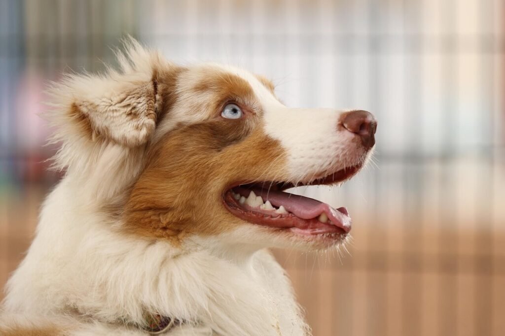 Do Dog Paw Pads Grow Back? Best 7 Expert Tips!