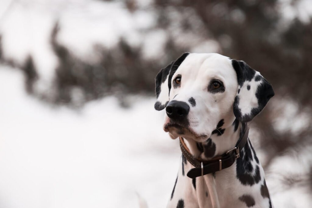 What Food is Best for a Dalmatian? Best 7 Expert Tips!