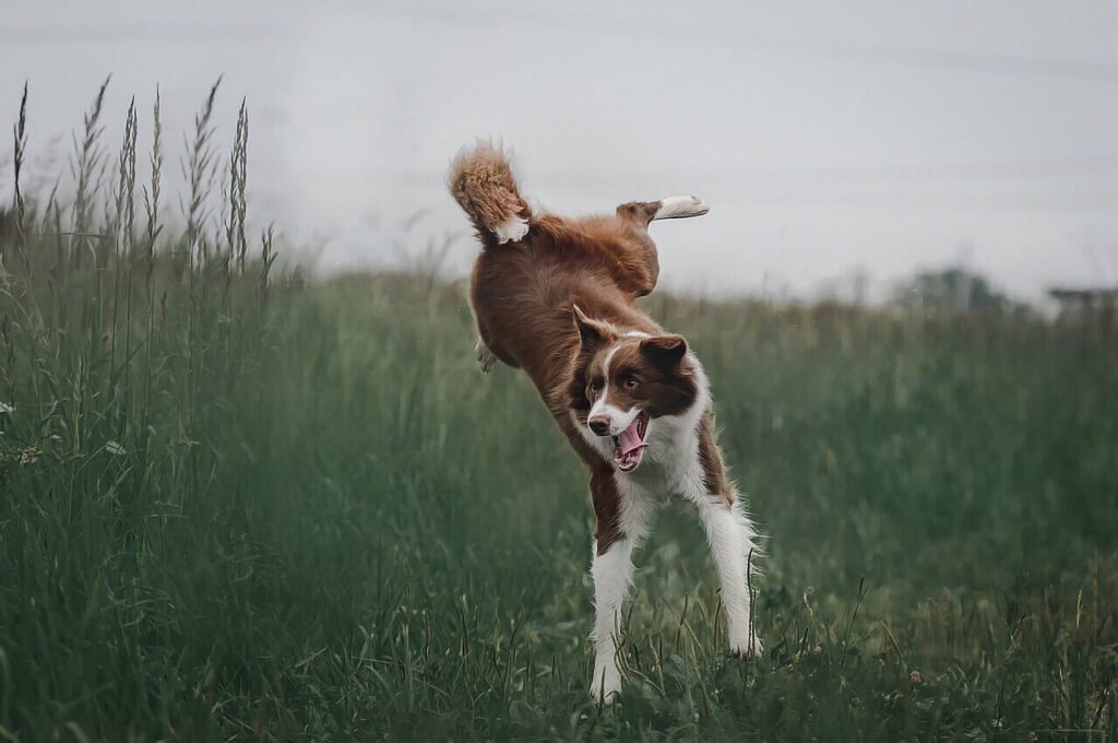 Best Dogs for Chickens: Best 7 Expert Tips!