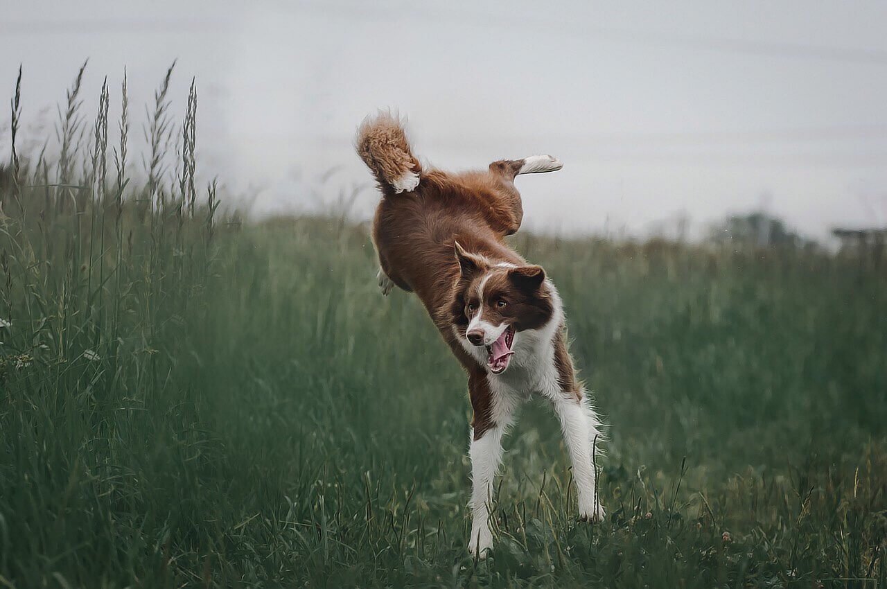 Best Dogs for Chickens: Best 7 Expert Tips!
