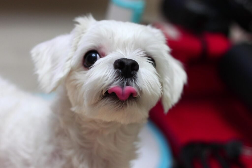 What to Do If Your Dog Drank Soapy Water: Best 7 Tips!