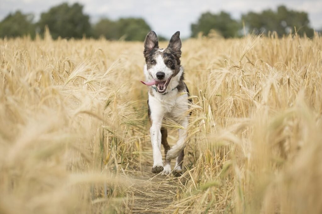 Can Dogs Eat Butter? Best 7 Expert Tips!