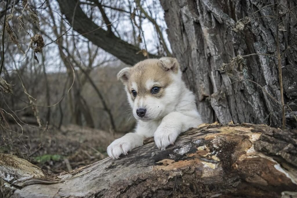 Can Dogs Have Peppermint? Best 7 Expert Tips!