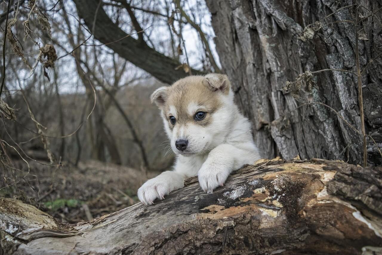 Can Dogs Have Peppermint? Best 7 Expert Tips!