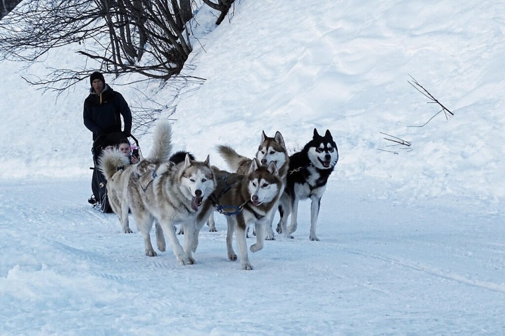How to Train Sled Dogs: Best 7 Expert Tips!