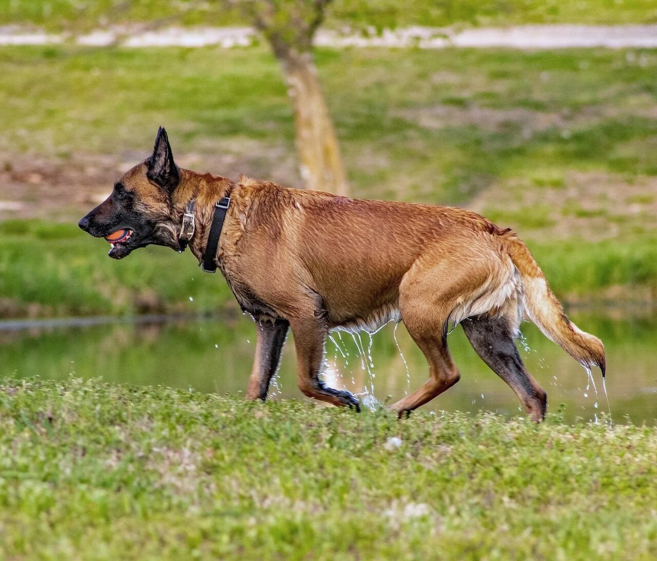 Homemade Hydrolyzed Protein Dog Food: Best 7 Tips!