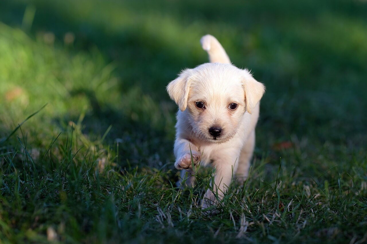 Understanding Hyperglobulinemia in Dogs: Best 7 Tips!