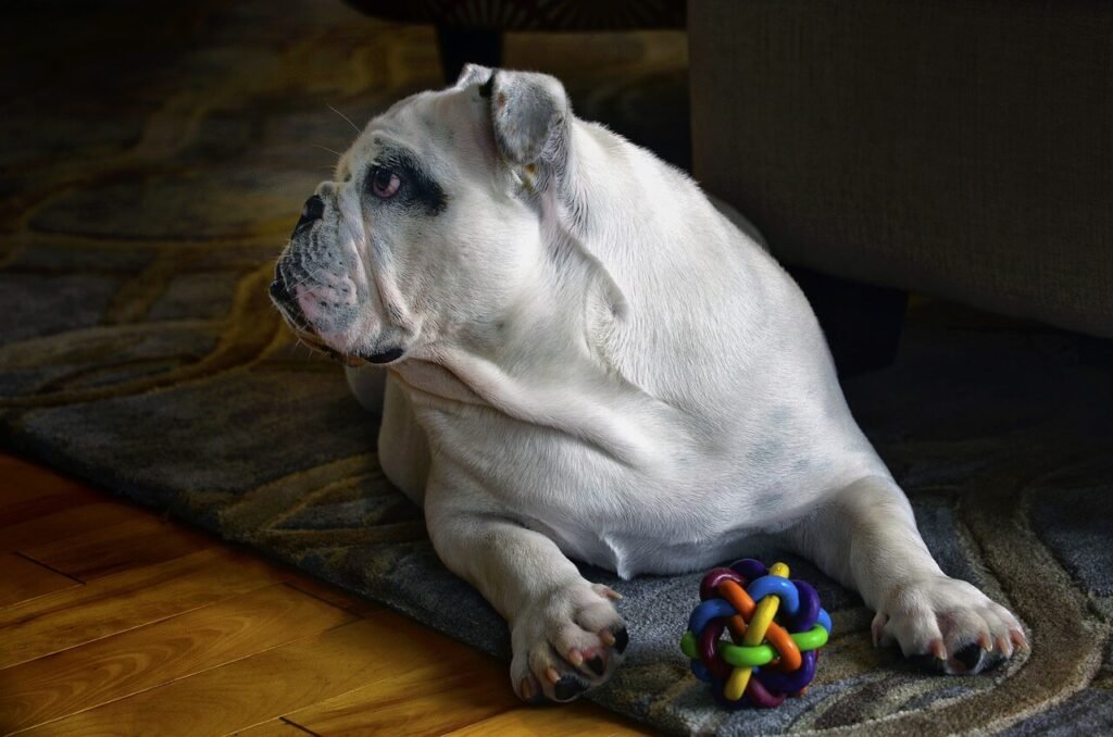 CBLO Surgery for Dogs: Best 7 Health Tips!