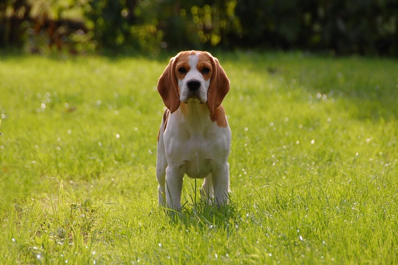 Can Dogs Eat String Cheese? Best 7 Expert Tips!